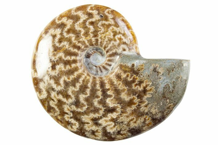 Polished Cretaceous Ammonite (Cleoniceras) Fossil - Madagascar #305906